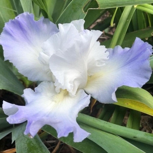 Clarence-Lewis Bozard