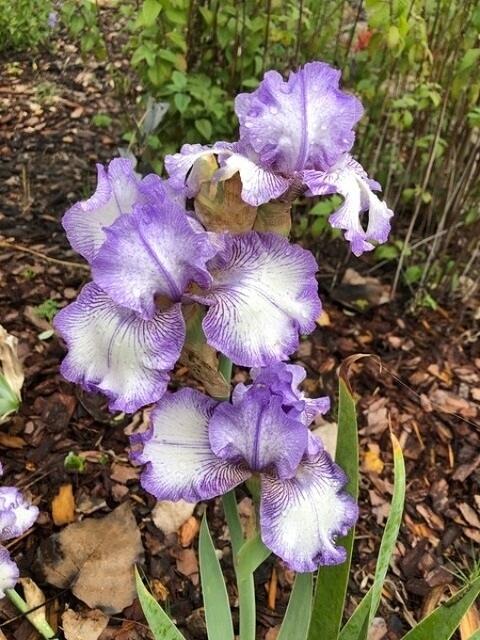 Earl of Essex-Lewis Bozard