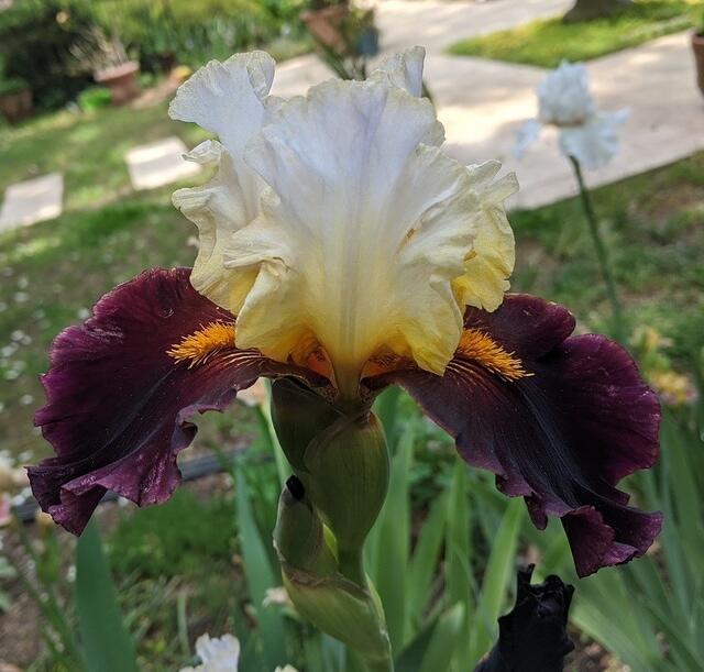 TB - Lezghinka bloom