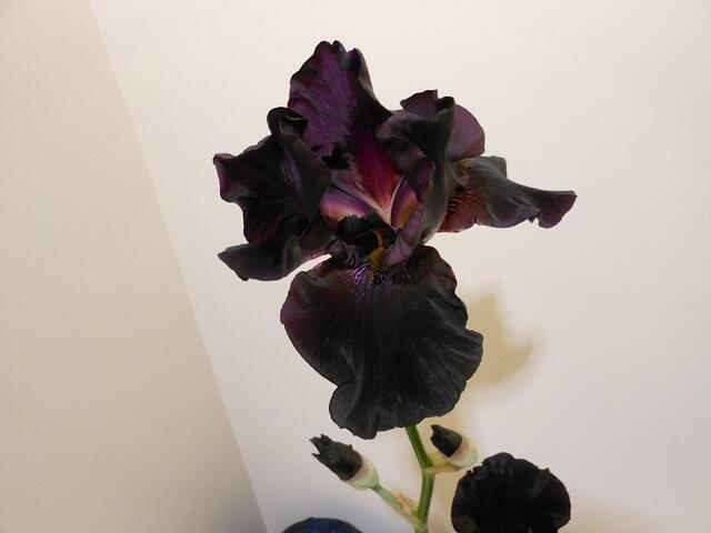 TB - Old Black Magic bloom