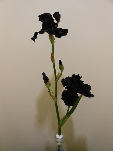 TB - Old Black Magic stalk