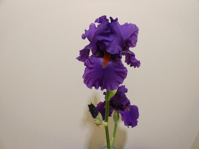 TB - Paul Black bloom