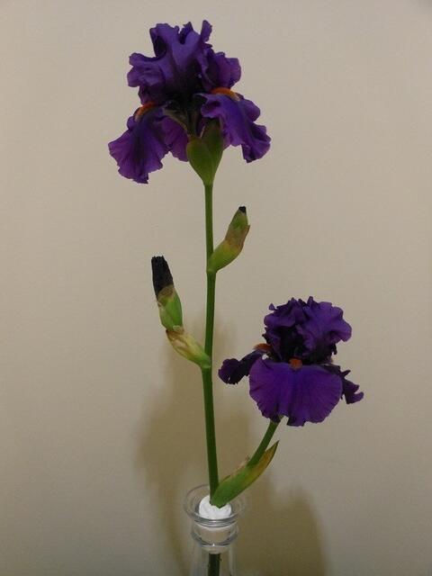 TB - Paul Black stalk