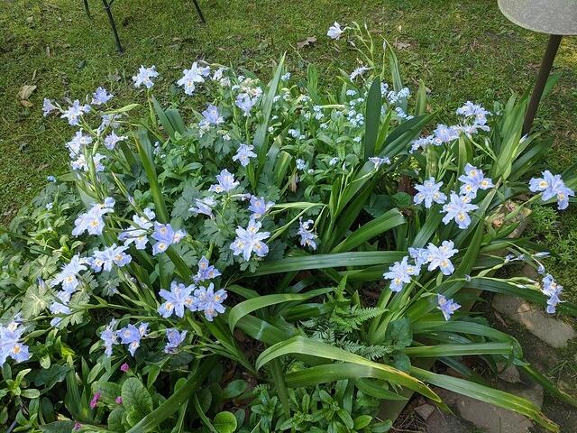 Japonica Cluster