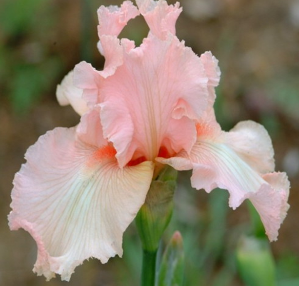 Beverly Sills TB