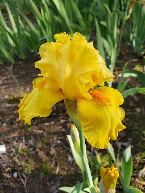 Carolina Gold