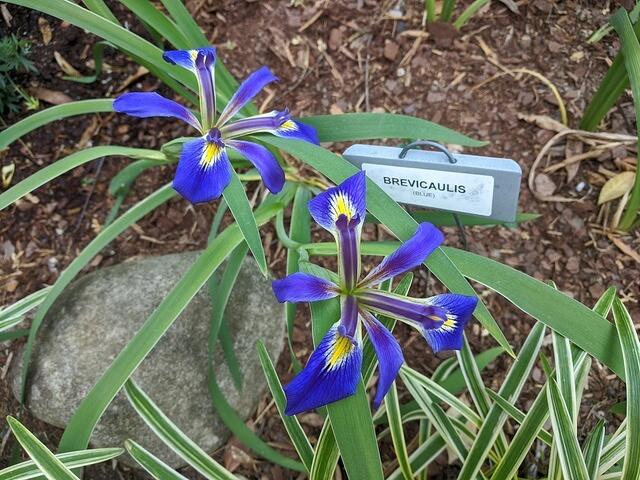 Brevicaulis