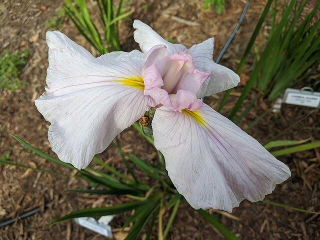 Little Bow Pink