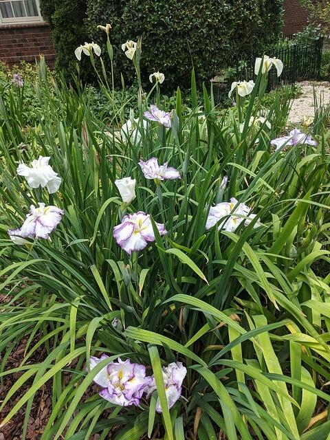 My Favorite! Frilled Enchantment