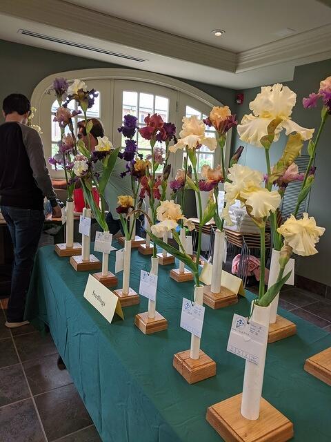 Winchester Iris Show 2021 my second apprentise judge show
