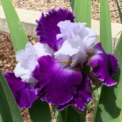 Griswell's Royal Storm