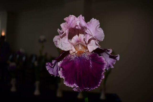 Iris Show 10