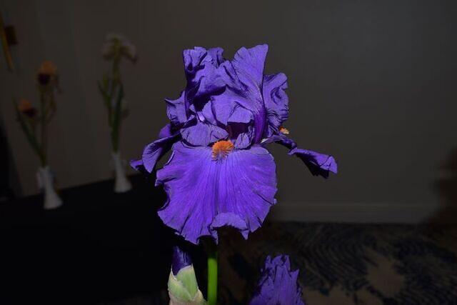 Iris Show 11