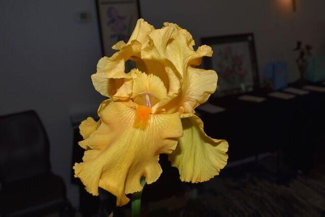 Iris Show 12