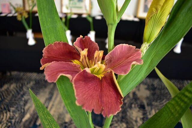 Iris Show 13