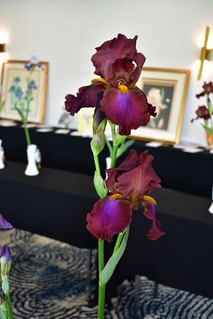 Iris Show 14