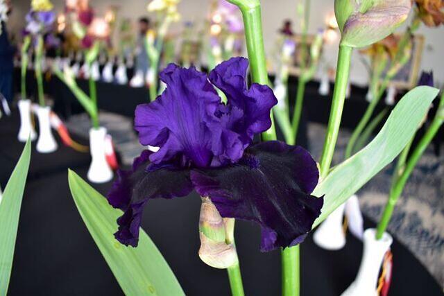 Iris Show 15