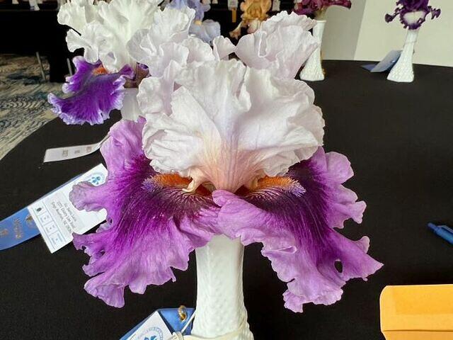 Iris Show 16