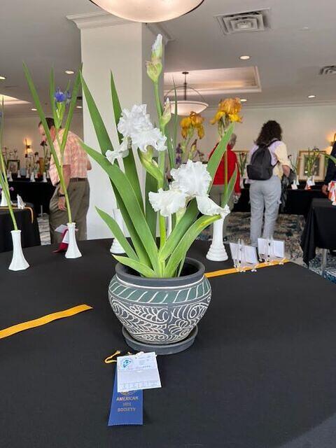 Iris Show 17