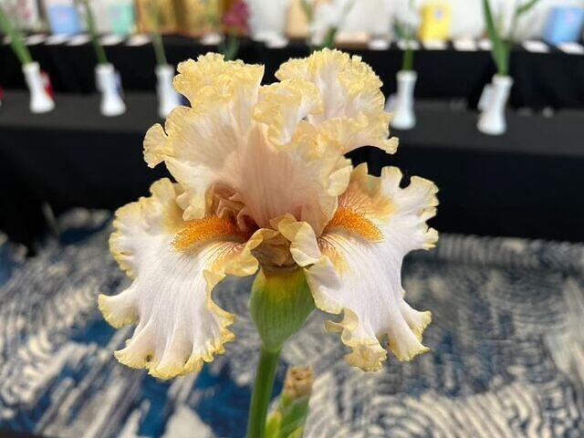 Iris Show 18
