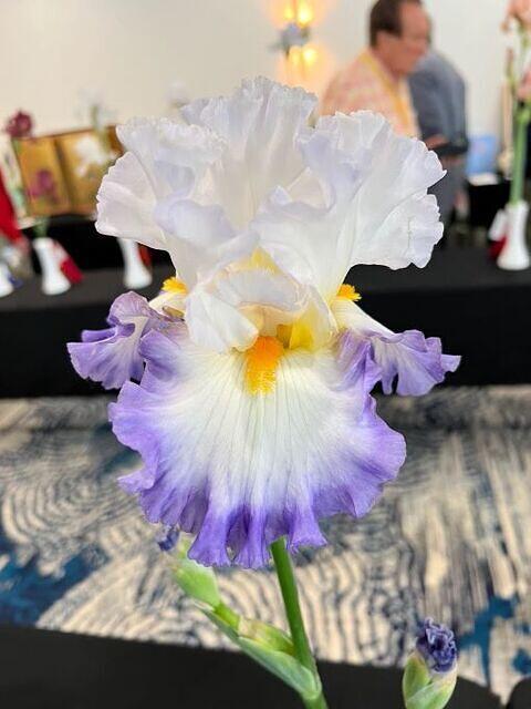 Iris Show 19