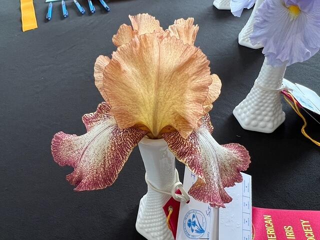 Iris Show 20