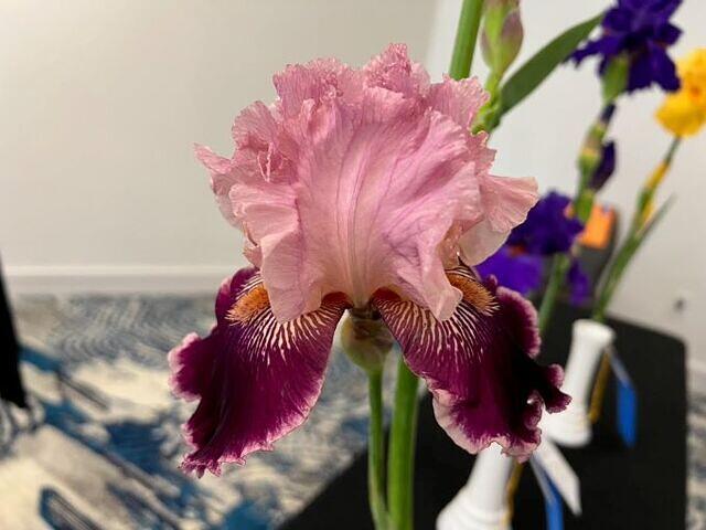 Iris Show 23