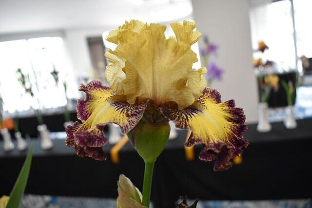 Iris Show 6