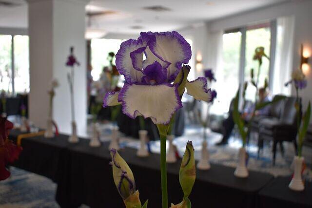 Iris Show 7