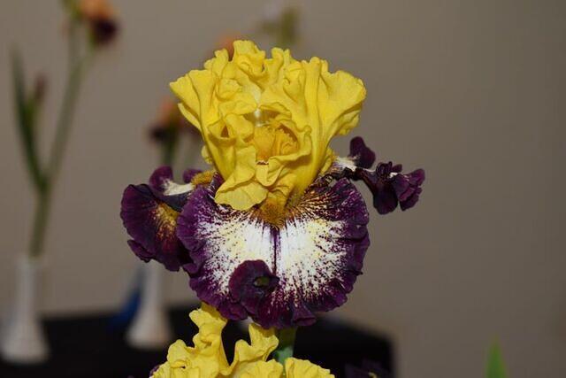 Iris Show 8