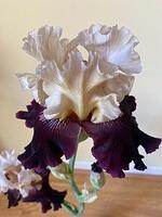 2021 Virtual Iris Show