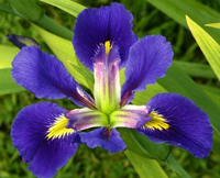 Brevicaulis SPEC