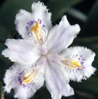 Japonica SPEC