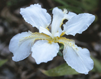 Tectorum Alba SPEC