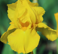 Carolina Gold TB