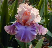 Florentine Silk TB