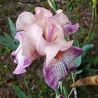 Pictures from our Gardens