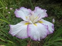Frilled Enchantment JAP My Favorite