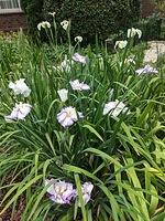 My Favorite! Frilled Enchantment