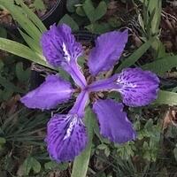 Drum's Tectorum