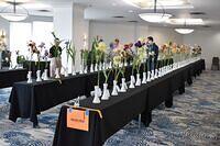 Iris Show 1