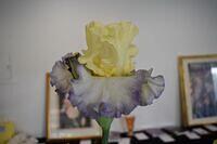 Iris Show 4