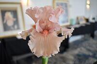 Iris Show 5